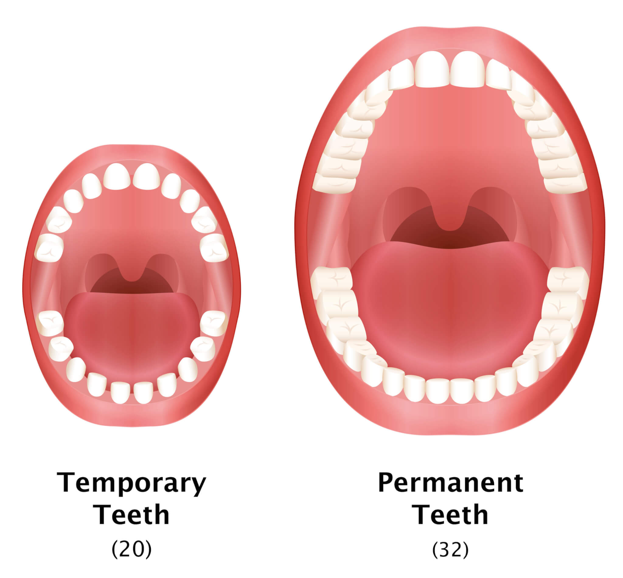 8 vital steps for healthy Baby Teeth 2