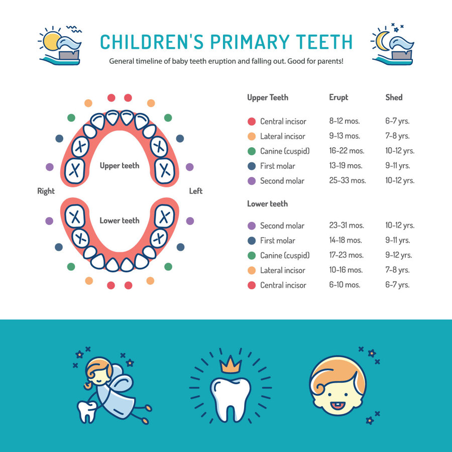 Important points about baby teeth - When Do They Erupt & Fall Out?